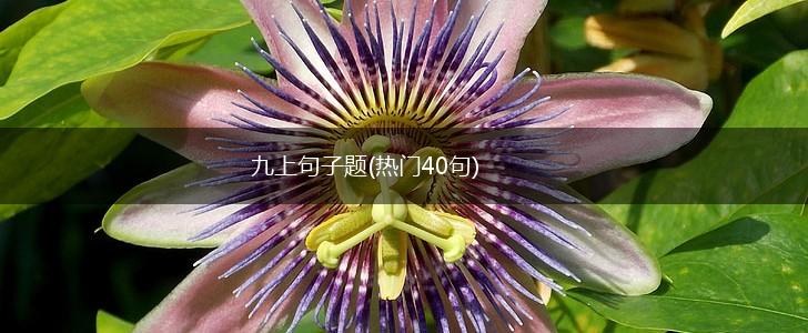 九上句子题(热门40句),第1张
