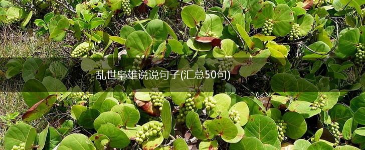 乱世枭雄说说句子(汇总50句),第1张