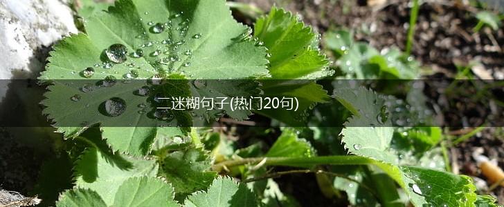 二迷糊句子(热门20句),第1张