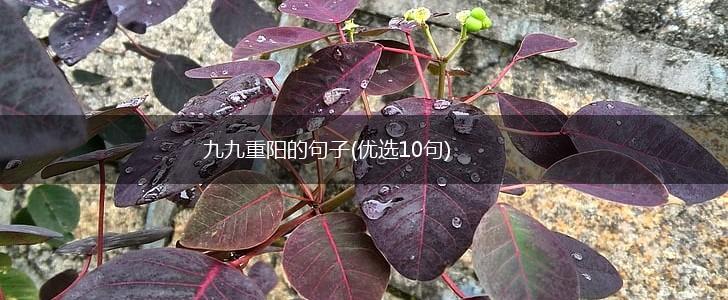 九九重阳的句子(优选10句),第1张