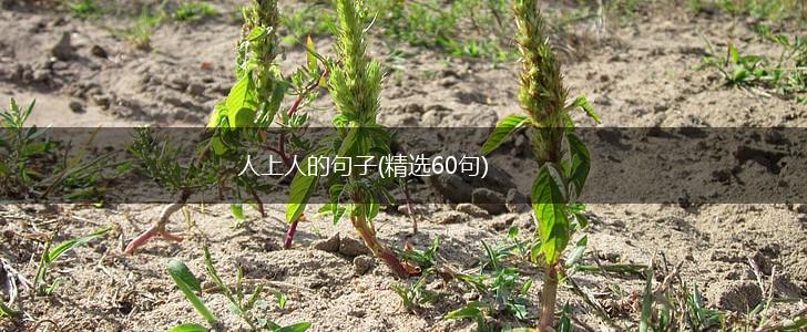 人上人的句子(精选60句),第1张