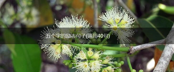 五个字的励志句子(通用40句),第1张