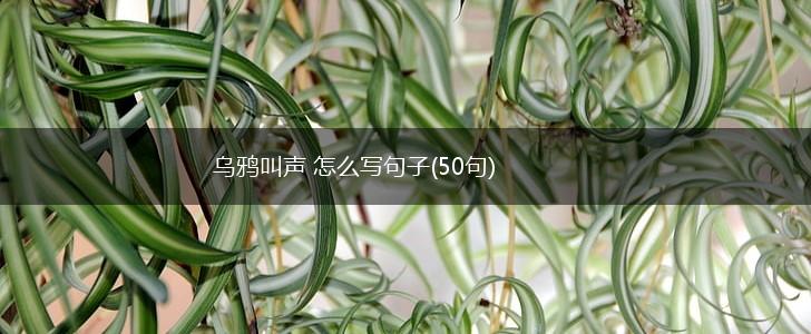 乌鸦叫声 怎么写句子(50句),第1张