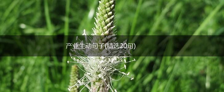 产业生动句子(精选20句),第1张