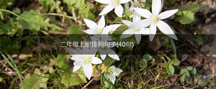 二年级上册排列句子(40句),第1张