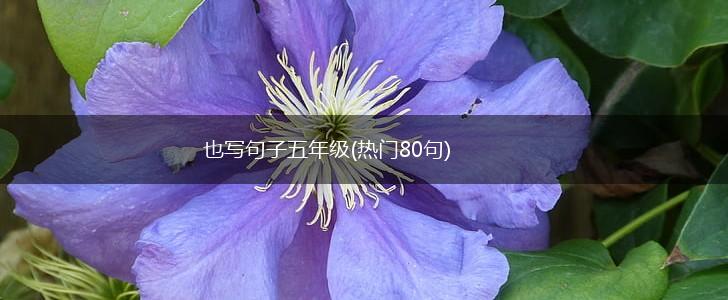 也写句子五年级(热门80句),第1张