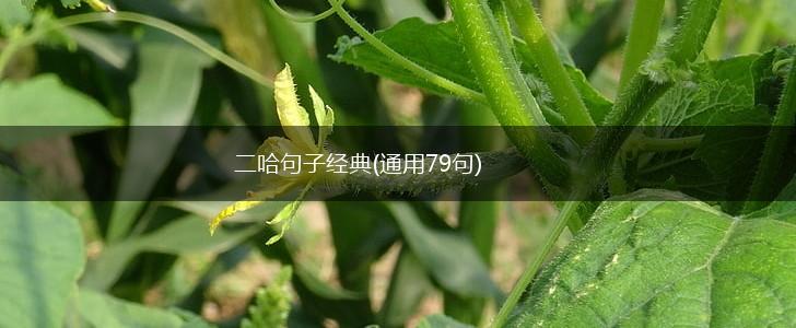 二哈句子经典(通用79句),第1张