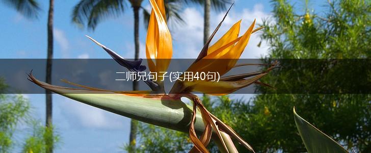 二师兄句子(实用40句),第1张