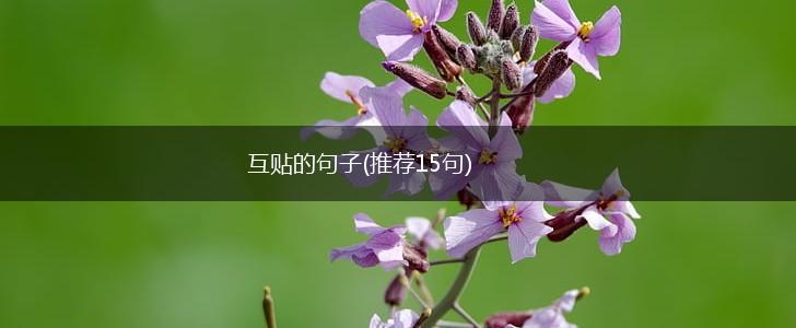 互贴的句子(推荐15句),第1张