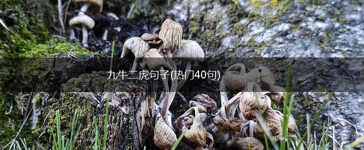 九牛二虎句子(热门40句),第1张