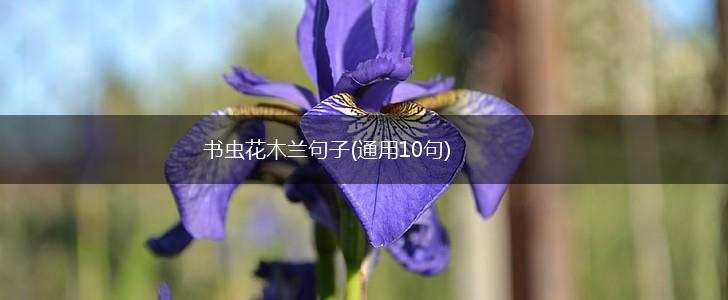 书虫花木兰句子(通用10句),第1张