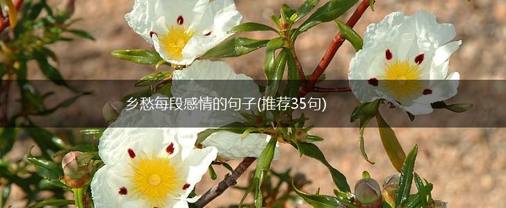 乡愁每段感情的句子(推荐35句),第1张