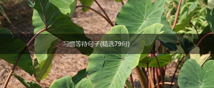 习惯等待句子(精选79句),第1张