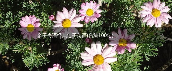 亲子寄语经典句子英语(合集100句),第1张