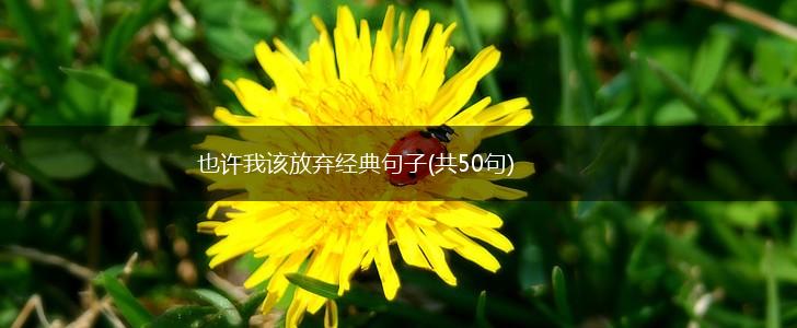 也许我该放弃经典句子(共50句),第1张