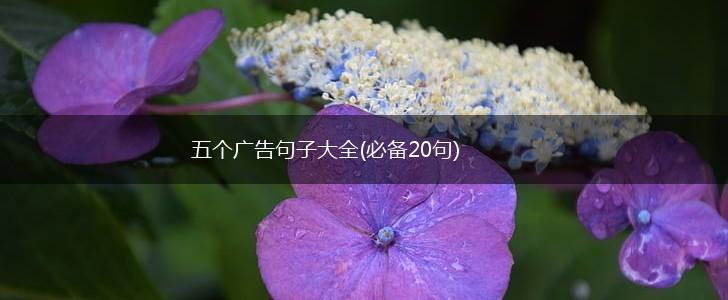 五个广告句子大全(必备20句),第1张