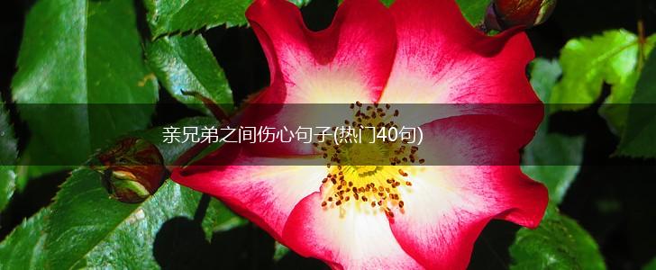 亲兄弟之间伤心句子(热门40句),第1张