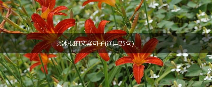 买冰棍的文案句子(通用25句),第1张