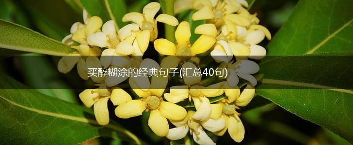 买醉糊涂的经典句子(汇总40句),第1张