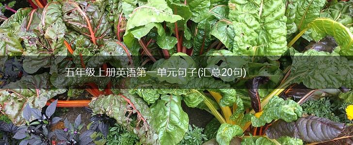 五年级上册英语第一单元句子(汇总20句),第1张
