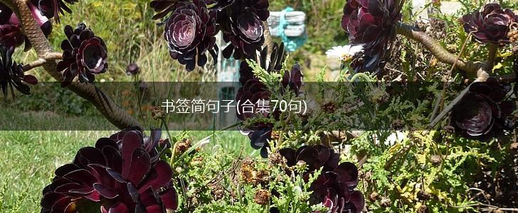 书签简句子(合集70句),第1张