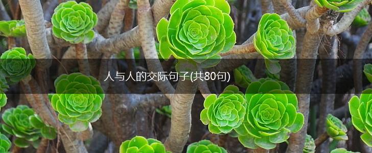 人与人的交际句子(共80句),第1张