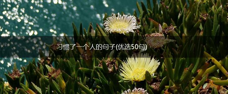习惯了一个人的句子(优选50句),第1张
