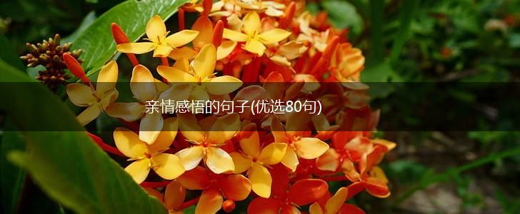 亲情感悟的句子(优选80句),第1张