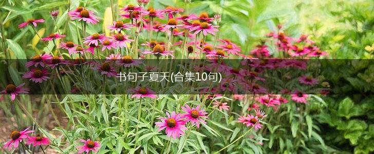 书句子夏天(合集10句),第1张