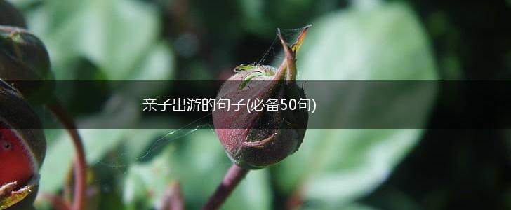 亲子出游的句子(必备50句),第1张