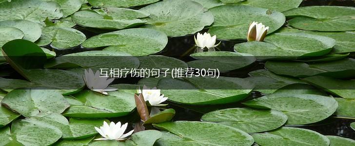 互相疗伤的句子(推荐30句),第1张