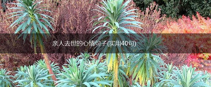 亲人去世的心情句子(实用40句),第1张