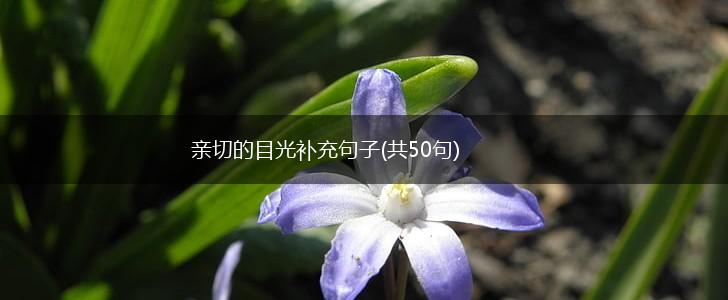 亲切的目光补充句子(共50句),第1张