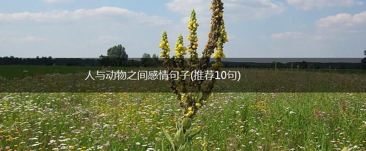 人与动物之间感情句子(推荐10句),第1张