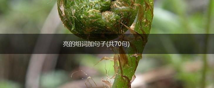 亮的组词加句子(共70句),第1张