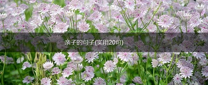 亲子的句子(实用20句),第1张