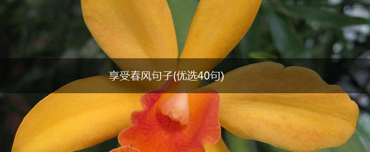 享受春风句子(优选40句),第1张
