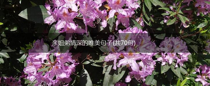 亲姐弟情深的唯美句子(共70句),第1张