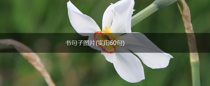 书句子图片(实用60句),第1张