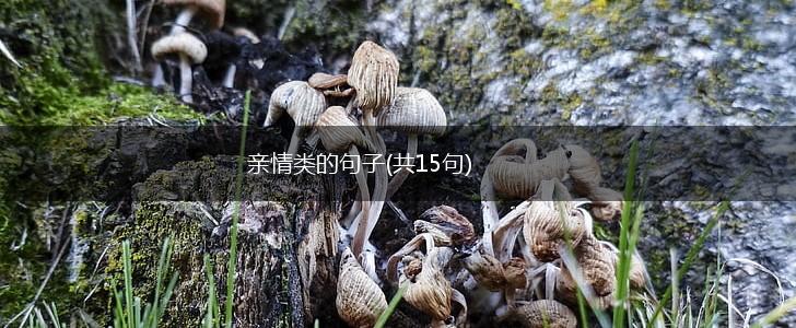 亲情类的句子(共15句),第1张