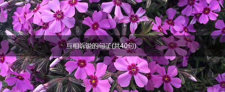 互相诉说的句子(共40句),第1张