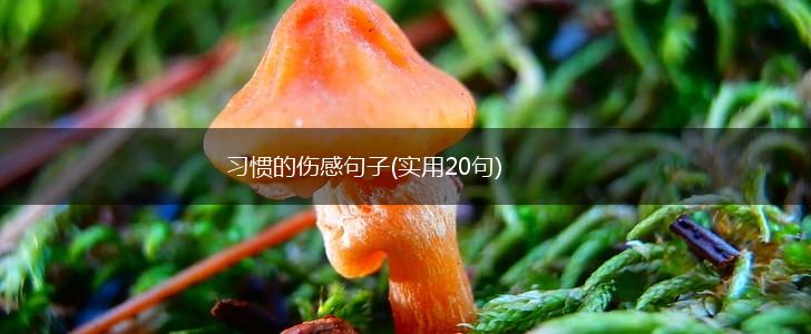 习惯的伤感句子(实用20句),第1张