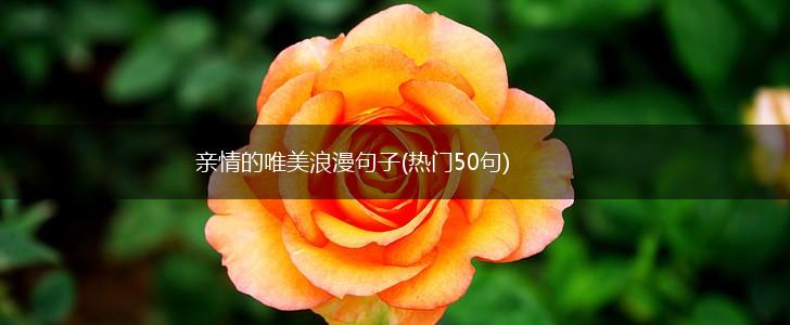 亲情的唯美浪漫句子(热门50句),第1张
