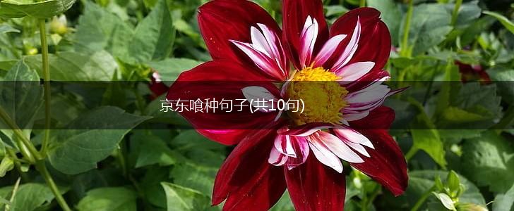 京东喰种句子(共10句),第1张