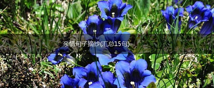 亲情句子摘抄(汇总15句),第1张