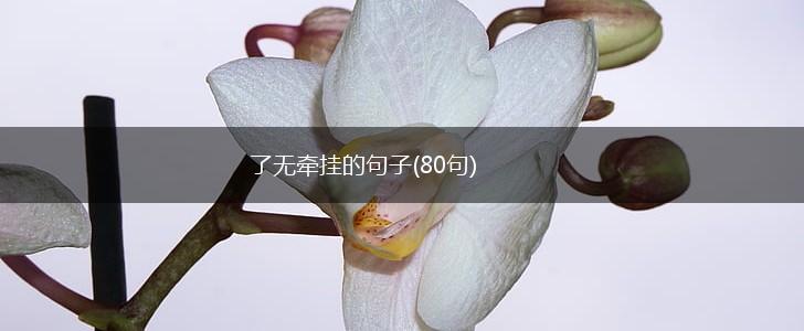 了无牵挂的句子(80句),第1张