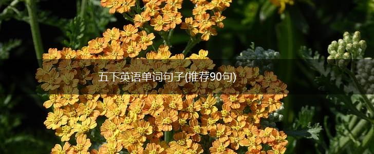 五下英语单词句子(推荐90句),第1张