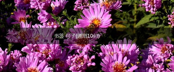 书签 句子(通用10句),第1张
