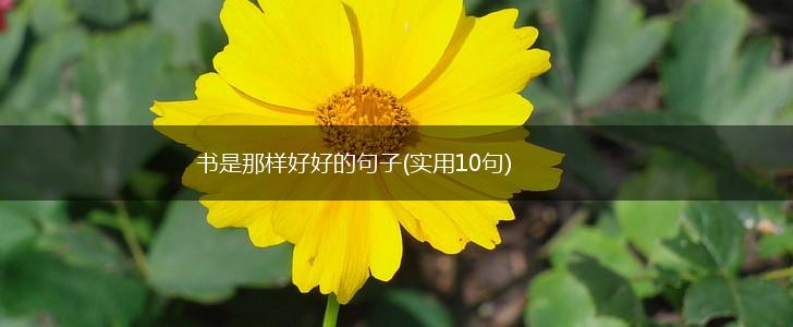 书是那样好好的句子(实用10句),第1张