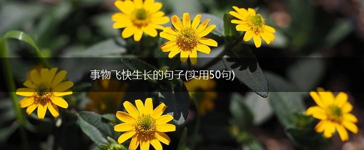 事物飞快生长的句子(实用50句),第1张